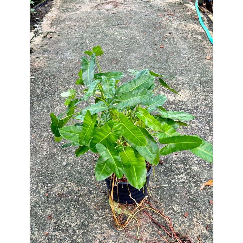 มุมมอง 2