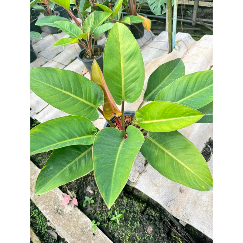 มุมมอง 4