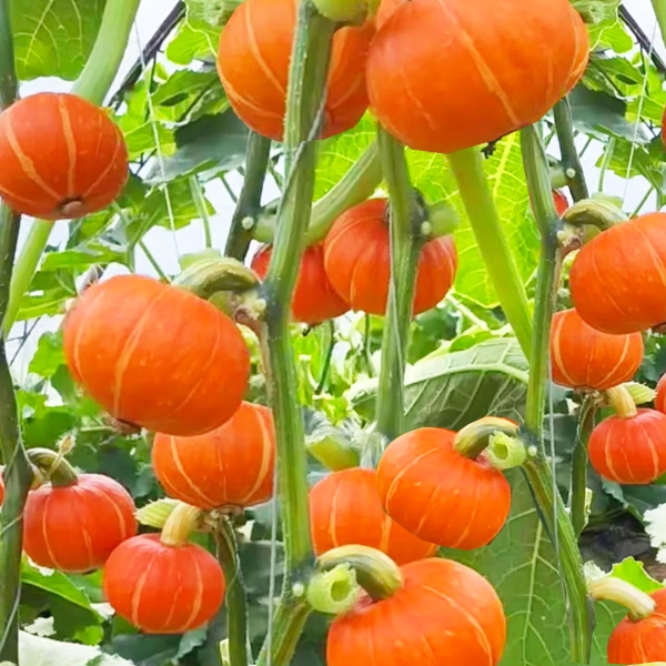 ฟักทองญี่ปุ่นสีส้ม📌10แถม1!!🎯ถูกที่สุด10บ.🎯เมล็ดพันธุ์ฟักทองญี่ปุ่นสีส้ม3-18เมล็ด📌ปลูกง่าย ☘️สีสวย📌โตไว☘️หวานมัน