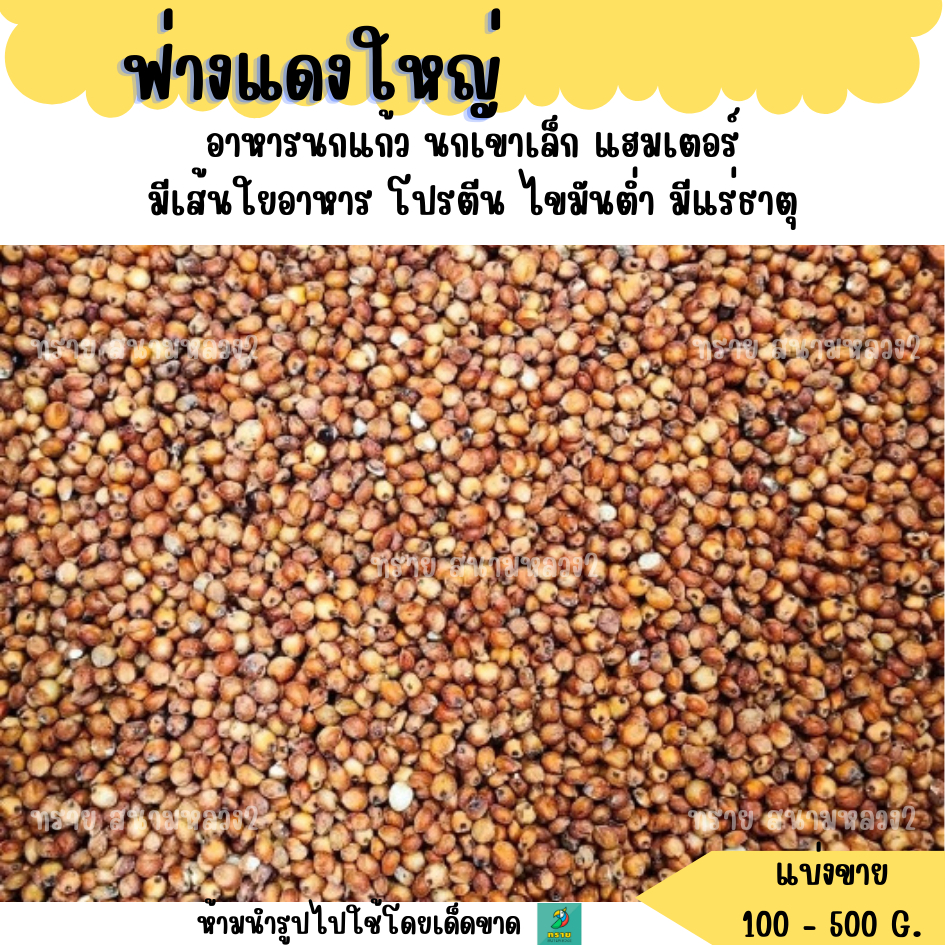 ฟ่างแดงใหญ่ (แบ่งขาย 200-500G.) อาหารนก อาหารแฮมเตอร์