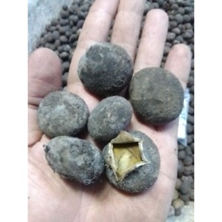 เชื้อเห็ดเผาะหนังดอกแก่พ่อแม่พันธ์(ชุดทดลองปลูก)2แถม1