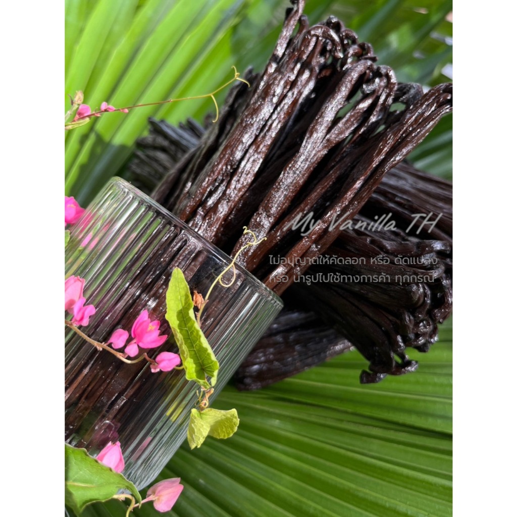 (10 แถม 1) ฝักวานิลลา **เกรดGOURMET 16-19 cm** นำเข้าจากประเทศมาดากัสการ์ (MADAGASCAR BOURBON VANILL