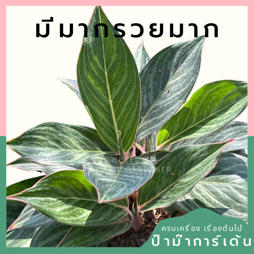 อโกลนีม่า มีมากรวยมาก Aglaonema sp.