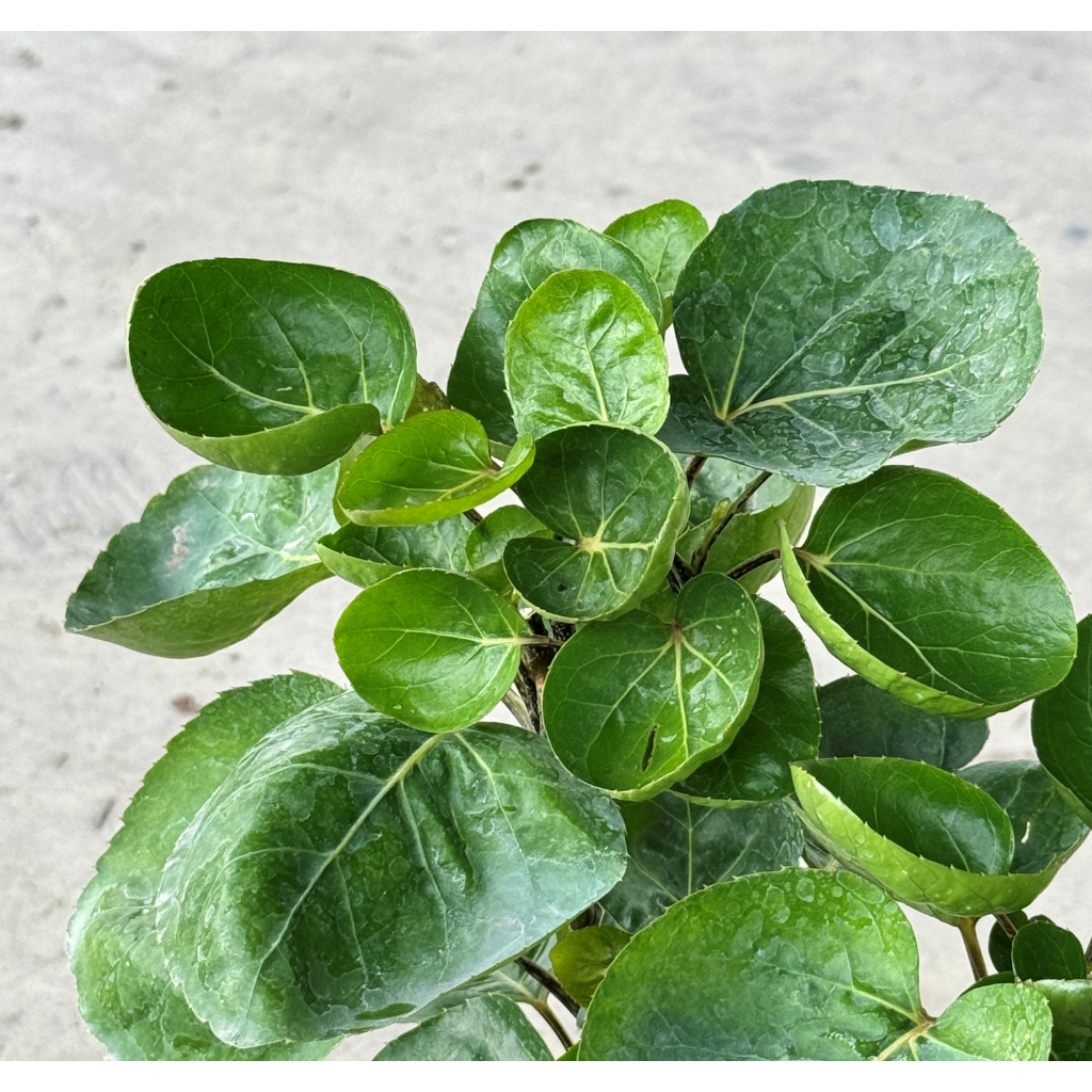 มุมมอง 5