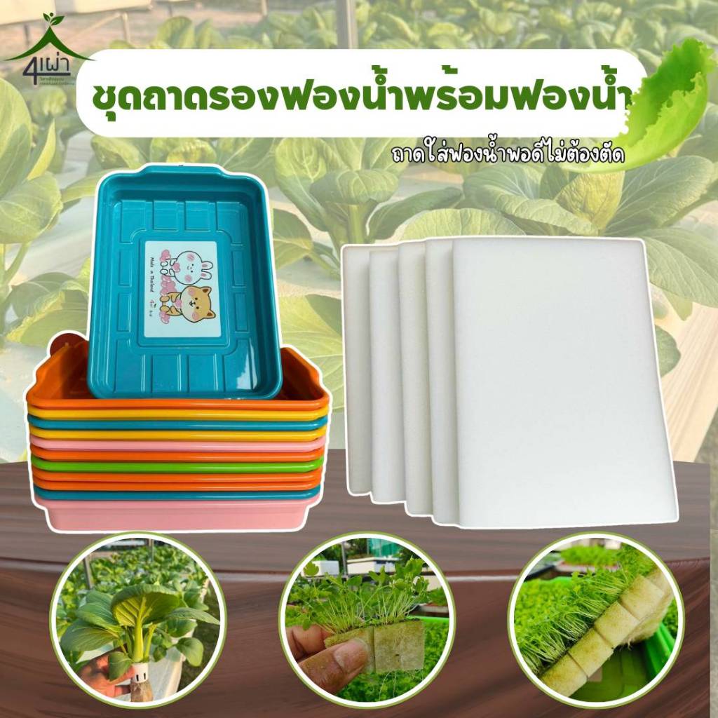 ชุดถาดรองฟองน้ำ + ฟองน้ำเพาะปลูก สำหรับเพาะเมล็ดพันธุ์ผักไฮโดรโปนิกส์ - เกษตรกรรมยั่งยืน
