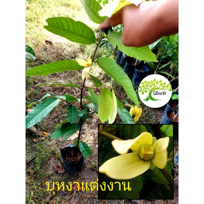 ต้นบุหงาแต่งงาน ดอกหอม ไม้ไทยโบราณ