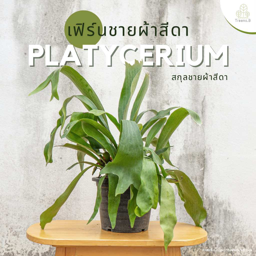 Treeno.9 T181 เฟิร์นชายผ้าสีดา Platycerium พุ่มสวยงามมาก ต้นใหญ่ กระถาง 8 นิ้ว สูง 50ซม. ไม้ประดับ ไม้ชื้น สวยงาม