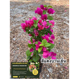 ต้นเฟื่องฟ้า เลือกสีได้ ถุงดำขนาด4” พร้อมส่ง(ดอกเยอะ ดอกน้อยขึ้นอยู่กับแต่ละล็อต)