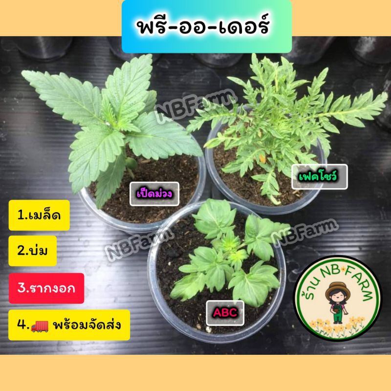 เมล็ดพันธุ์ เป็ดม่วง/abc/เฟคโชว์ จัดส่งแบบ บ่มราก (พรีออเดอร์)