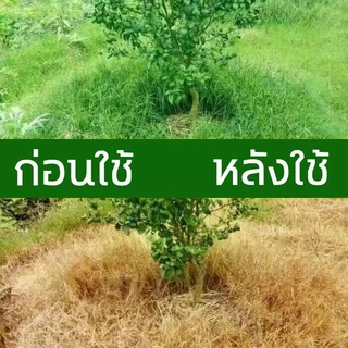 🪓การจัดส่งในประเทศไทย🪓ยาฆ่าหญ้า สารกําจัดกอไผ่ ใช้กำจัดวัชพืชได้ทุกชนิด ไม่เป็นอันตรายต่อคนและสัตว์เลี้ยง