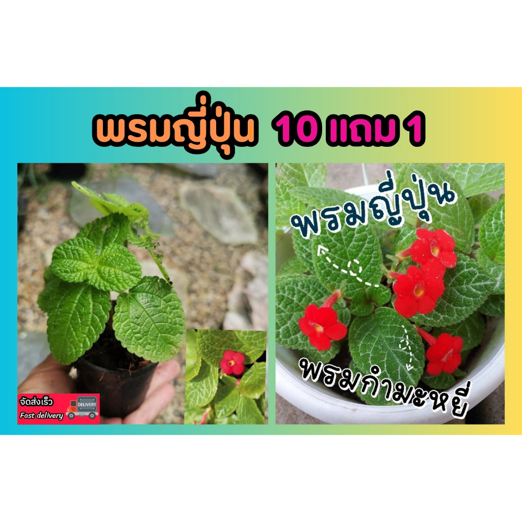 พรมญี่ปุ่น​ ไม้ดอก ไม้ประดับคลุมดิน ปลูกธรรมชาติ ไม้ใบ ในร่ม ไม้มงคล จัดสวน แต่งบ้น ต้นไม้ ปุ๋ยดิน กระถาง เฟริน ฟอกอากาศ