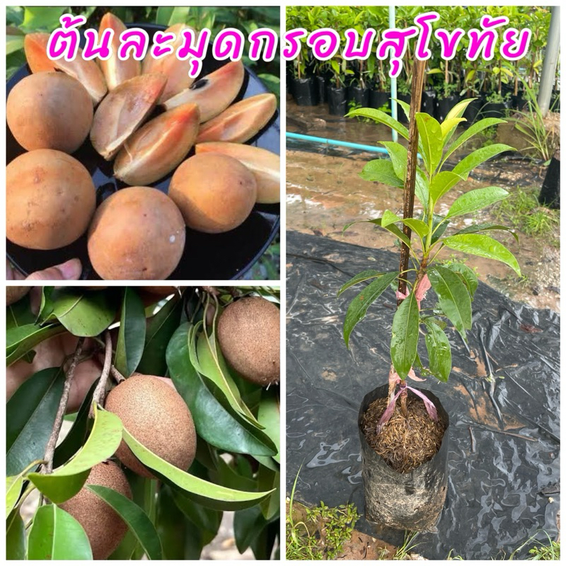 ต้นละมุดกรอบสุโขทัย เสียบยอด มีรสชาติหวานจัด หอม ผลสีน้ำตาล เนื้อหวานกรอบอร่อย ขนาดต้น 60 ซม.