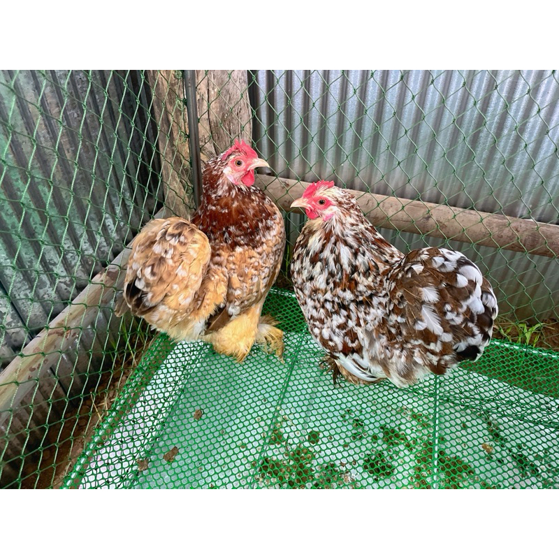 ไข่เชื้อไก่มินิโคชิน สำหรับนำไปฟัก ราคาต่อ1ฟอง