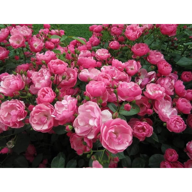 กุหลาบเลื้อย-แองเจล่า ”Angela“ สีชมพู ดอกมีกลิ่นหอม เป็นพวงช่อยาว ดอกดก เลี้ยงง่าย