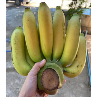กล้วยหอมทอง ระยะเวลา 3-4 วันเริ่มเหลือง ,เนื้อเนียน,นุ่ม ,อร่อย ( กล้วยเค้ก ) ทำขนม ( บริการบ่ม) คละไซส์ ก่อนจัดส่ง