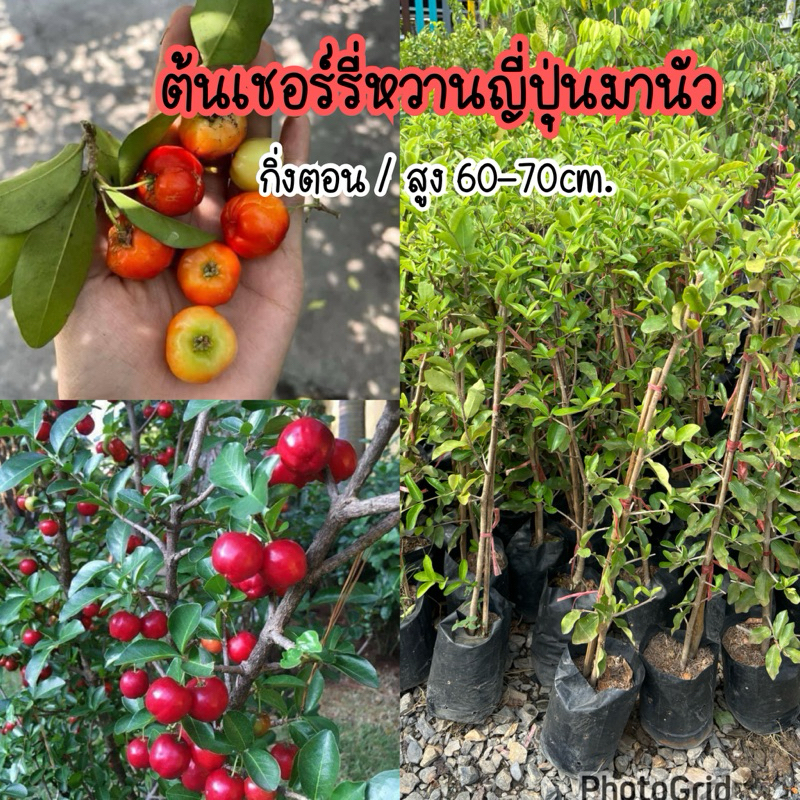 ต้นเชอร์รี่หวานญี่ปุ่นมานัว (Manao) กิ่งตอน สูง 70ซม.