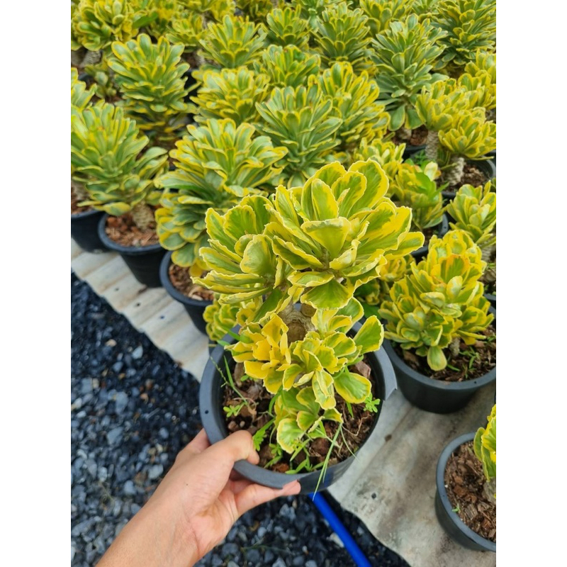 ทองอำพัน  Euphorbia poison ต้นไม้มงคล กระถาง11นิ้ว