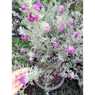 ☀️ทนแดดดอกสวย🪻นีออน ใบเงิน Leucophyllum frutescens ต้นไม้ใบสวย ดอกสวยเลี้ยงง่าย ออกทั้งปี