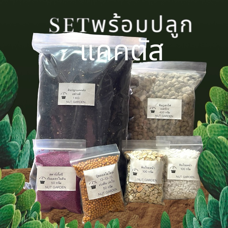ชุดพร้อมปลูกแคคตัส กระบองเพรช ดินกระบองเพรช ออสโมโคส สตารเกิ้ลจี หินภูเขาไป หินโรย