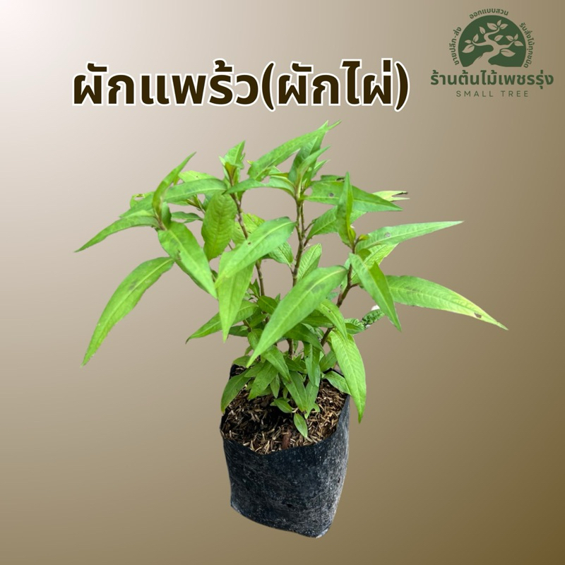 ต้นผักแพร้ว (ผักไผ่) 🪴 ต้นกล้าแข็งแรงพร้อมปลูก ผักสวนครัว ให้ผลผลิตเร็ว 🚚 การขนส่งเสียหายทางร้านเปลี่ยนสิ้นค้าให้ใหม่