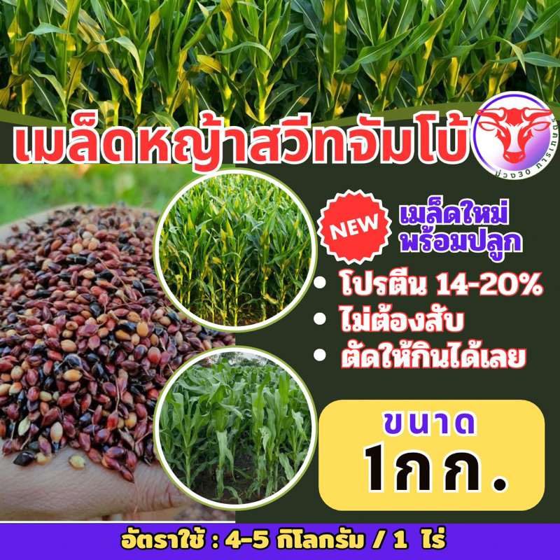 ✅ สวีทจัมโบ้ เมล็ดสวีทจัมโบ้ 1 กิโลกรัม #พร้อมปลูก(รับประกันการงอก) หญ้าเลี้ยงสัตว์ หญ้า พันธ์ุหญ้า  หญ้าเลี้ยงวัว ควาย