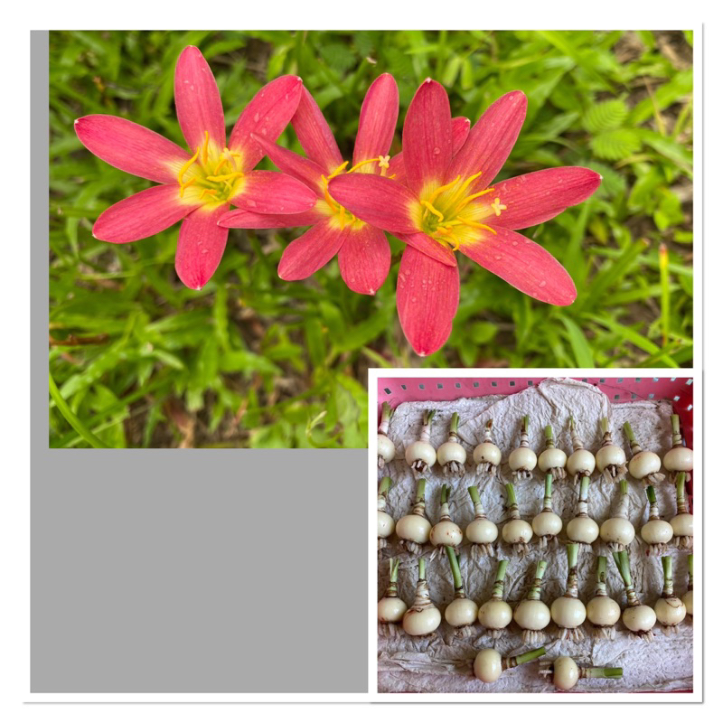 141 -006 หัวดอกบัวดิน Apple Sunday หัวละ 20 บาท