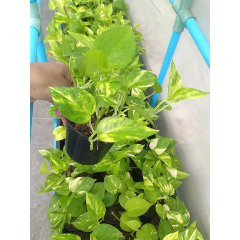 📌โปรดอ่านรายละเอียดก่อนสั่งซื้อ 🌿ต้นพลูด่าง 1 กระถางมี 4-6 กิ่ง