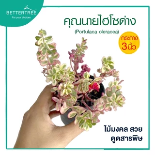 คุณนาย(ไฮโซด่าง) กระถาง 3 นิ้ว**ไม่ระบุสี**ใบสวย ออกดอกบ่อย Portulaca Oleracea variegata ไม้อวบน้ำ ต้นไม้