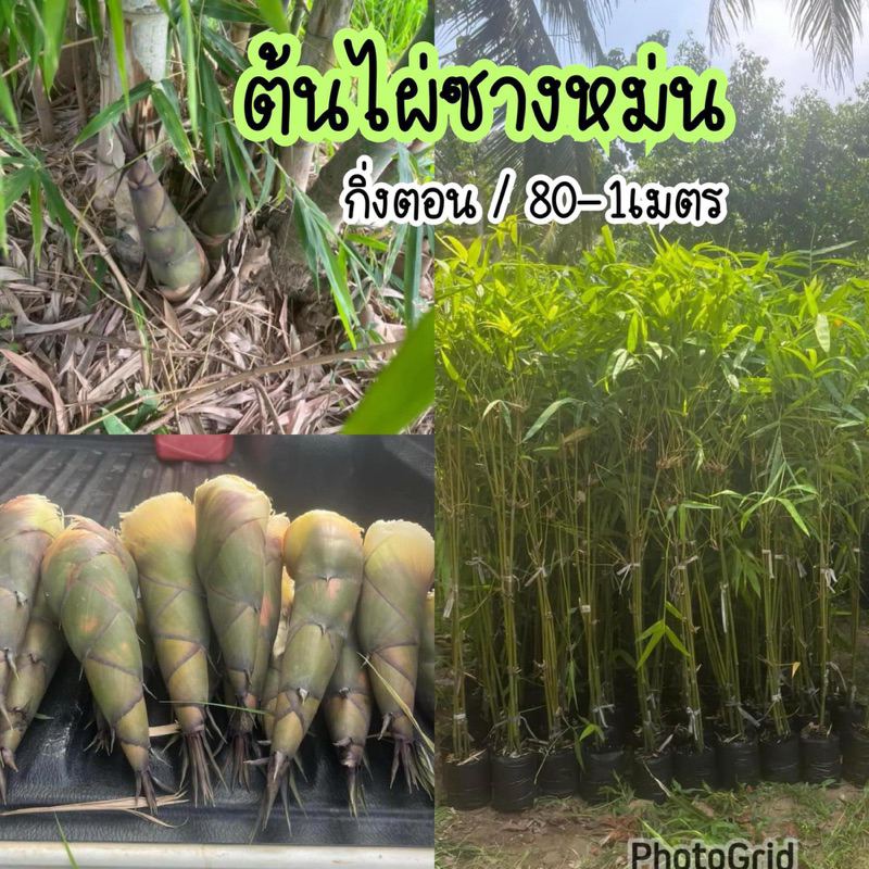 ไผ่ซางหม่น ต้นสูง 80-1เมตร ฟอร์มกอสวยๆ พร้อมลงปลูก