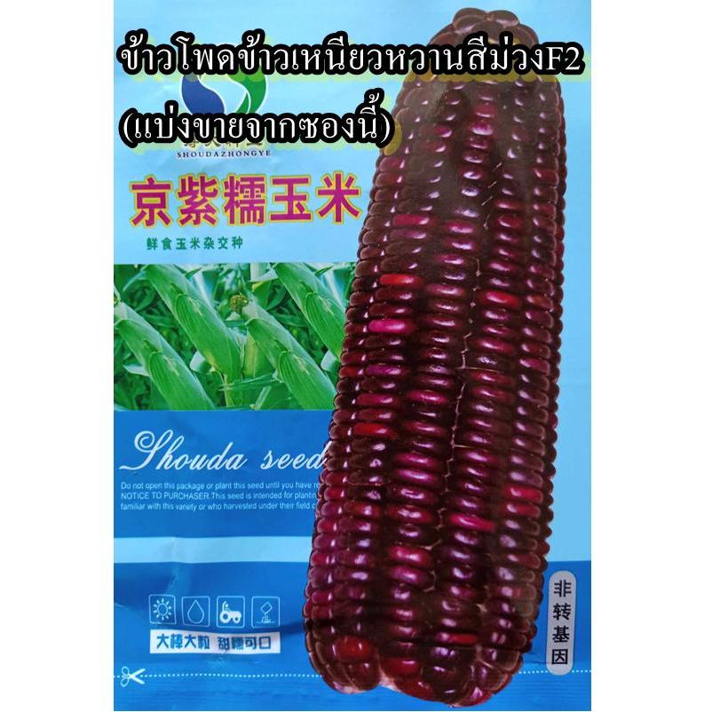 30 เมล็ด เมล็ดข้าวโพดข้าวเหนียวหวานสีม่วงF2 (ปลูกง่าย ฝักใหญ่เมล็ดสีม่วงแดงเข้มหายาก รสชาติหวานหอมเหนียวนุ่มอร่อยมาก)