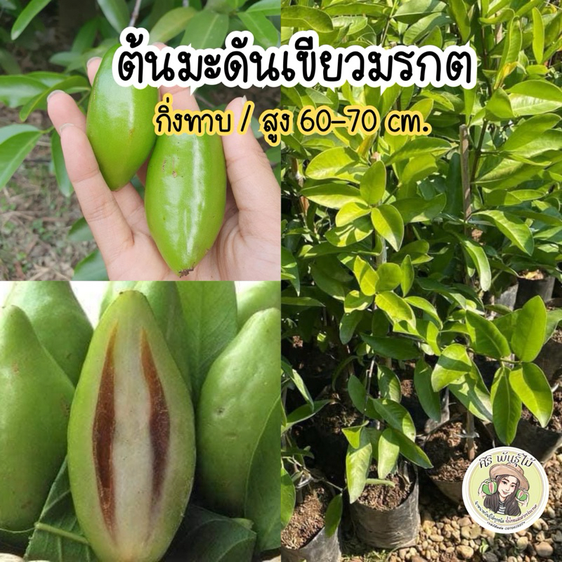 ต้นมะดันเขียวมรกต เสียบยอด/สูง60-70cm. ต้นแข็งแรงพร้อมปลูก