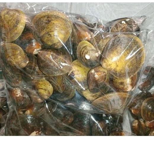 หอยพอก สดๆ บรรจุ1กิโลกรัม พร้อมส่ง ถึงหน้าบ้านแบบสดๆ