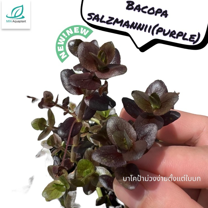 Bacopa salzmannii (purple) ต้นไม้น้ำ ของสะสม ขายเป็นใบบก 3กิ่ง150