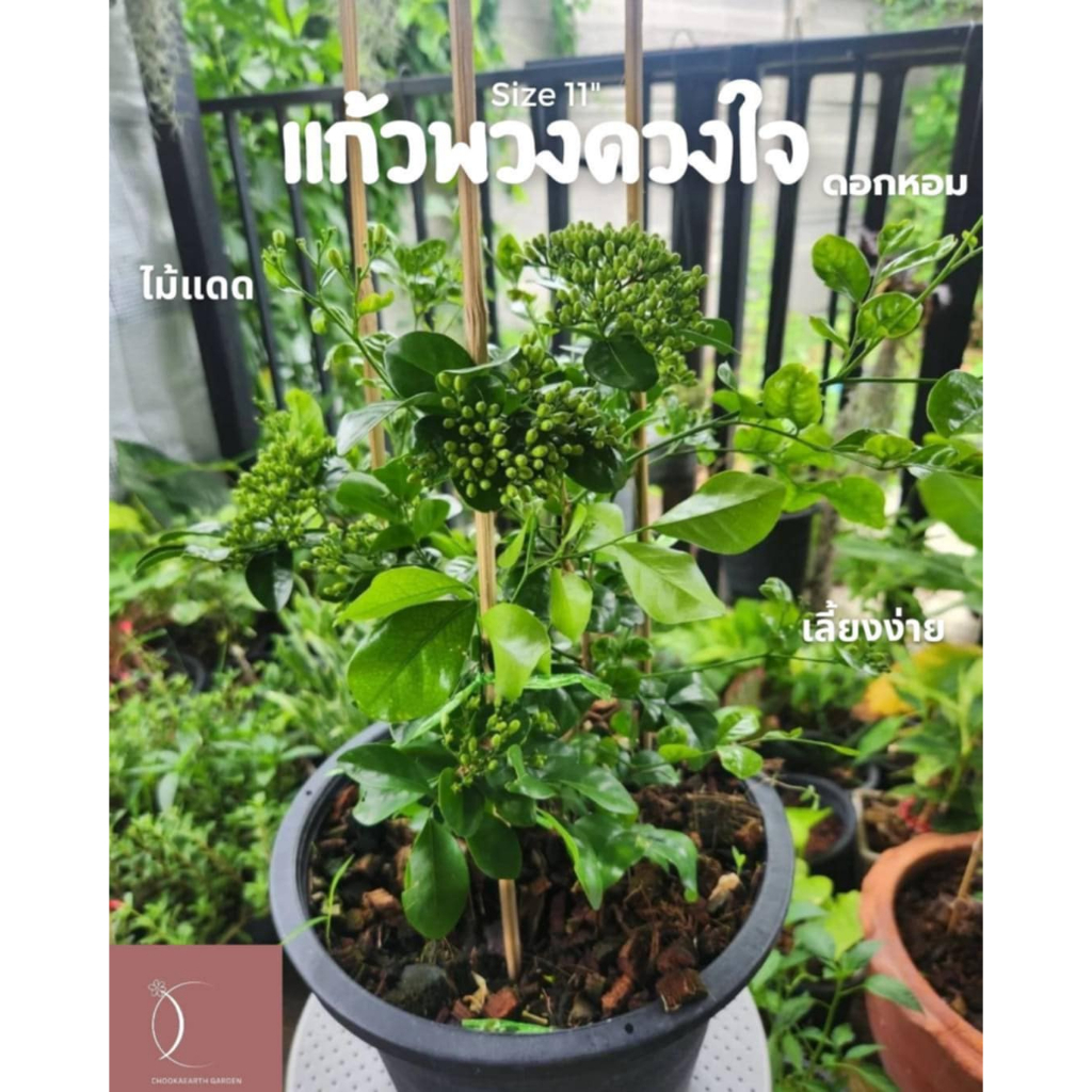(จัดส่ง 1-2 วัน) แก้วพวงดวงใจ กระถาง 11 นิ้ว
