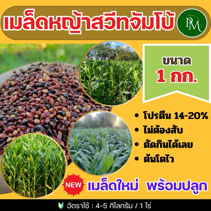 ✅ สวีทจัมโบ้ เมล็ดสวีทจัมโบ้ 1 กก.(รับประกันการงอก)💯