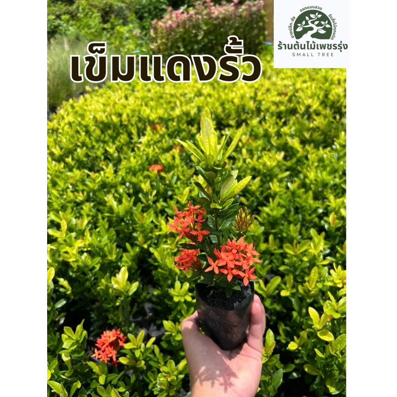 ต้นดอกเข็มแดง ถุง 2“ ต้นกล้าแข็งแรง โตเร็ว พร้อมปลูก รูปที่ 2