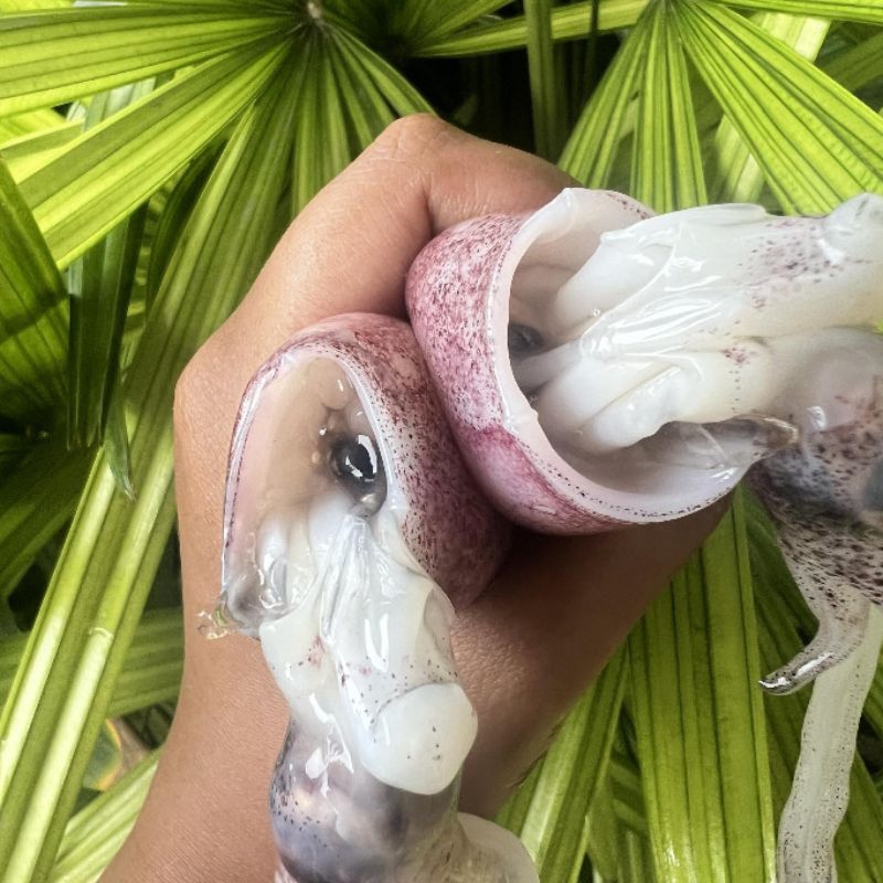 หมึกกล้วยไข่ ไซส์20-30ตัว/โล แบ่งขายกล่องละ500 กรัมและ1กิโลกรัมมีประมาณ10-15ตัวต่อกล่อง - รูปที่ 2