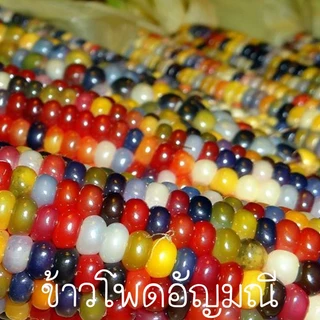 ข้าวโพด🌽รวมข้าวโพดทุกพันธุ์🎯ถูกที่สุด10บ.🎯เมล็ดพันธุ์ข้าวโพดทุกสายพันธุ์ 2 -10 เมล็ด🌽ปลูกง่าย☘️ผลดก🌽ทานอร่อย