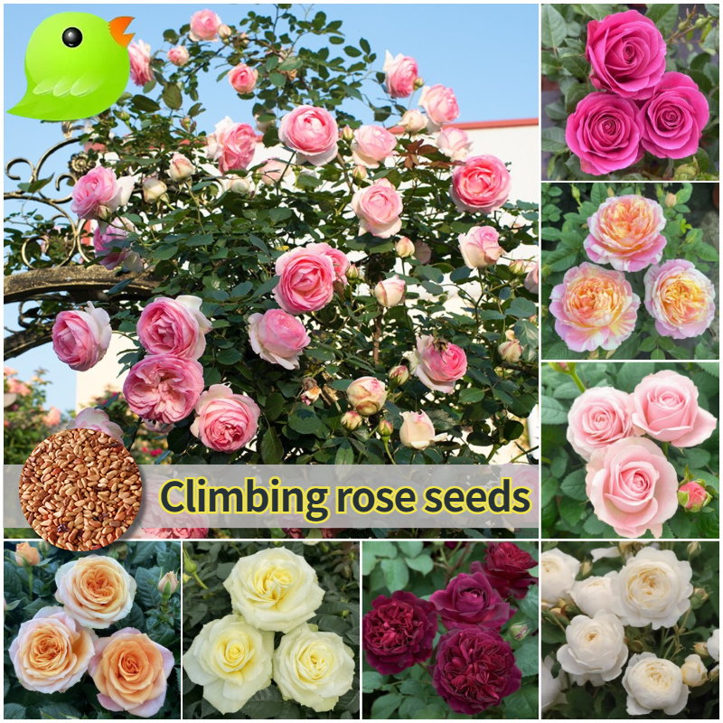 100 เมล็ด climbing rose seed Flower Seeds กุหลาบเลื้อย ต้นไม้ฟอกอากาศ เมล็ดดอกไม้ ต้นไม้ประดับ เมล็ดพันธุ์ พันธุ์ไม้ดอก