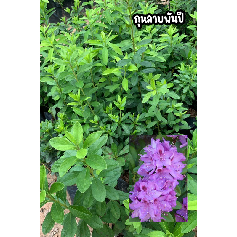 ต้นกุหลาบพันปี ดอกไม้มงคงเสริมโชค สีดอกสวยมีเสน่ห์น่าหลงไหล