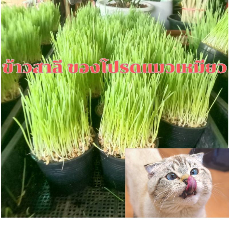 ต้อนอ่อนข้าวสาลี ต้นข้าวสาลี อาหารแมว อาหารกระต่าย อาหารหมา อาหารสัตว์