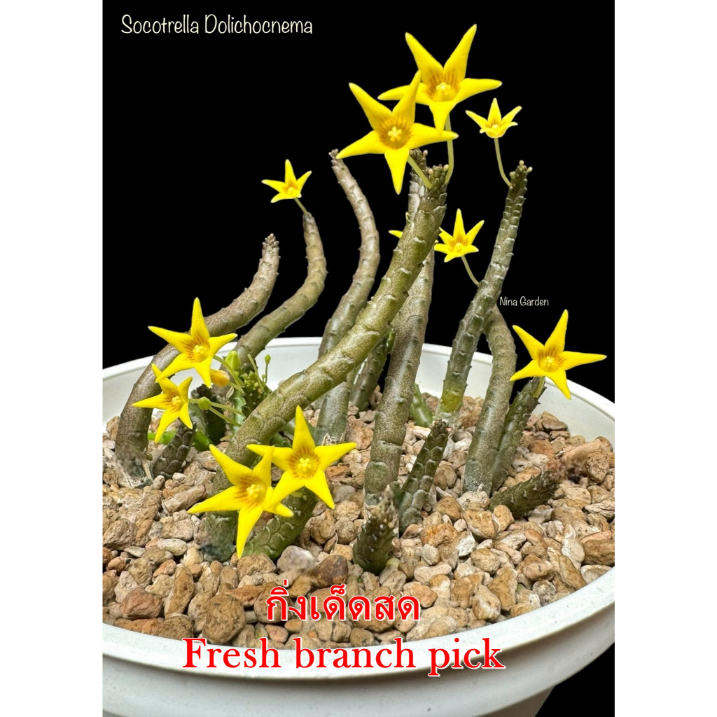 เก๋งจีน Socotrella Dolichocnema *กิ่งเด็ดสด* แคคตัส ไม้อวบน้ำ Cactus and Succulent