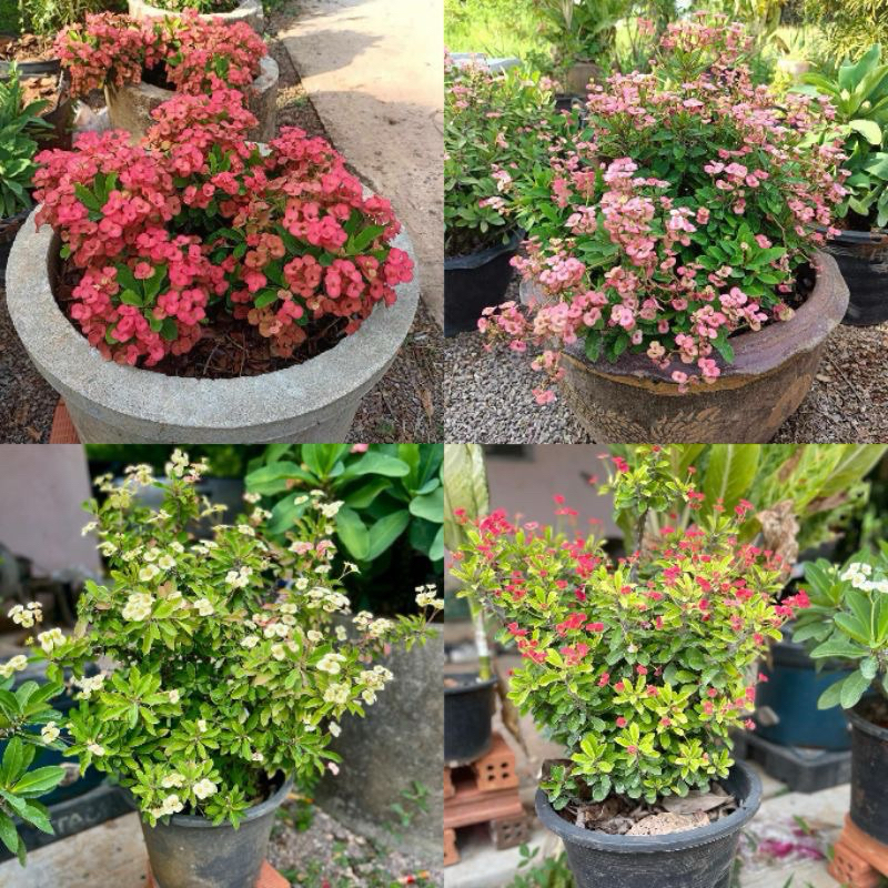 กิ่งพันธุ์โป๊ยเซียน ตัดสด กิ่งยาวประมาณ 5-6 ซม. 15 กิ่งฟรี 3 กิ่ง
