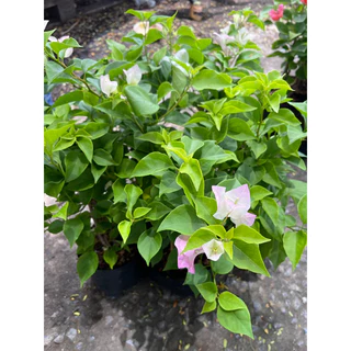 ต้นเฟื่องฟ้า ดอกเฟื่องฟ้า ถุงดำ 4นิ้ว ความสูง 30-40 ซม. ทนแดด ออกดอกง่าย #Bougainvillea
