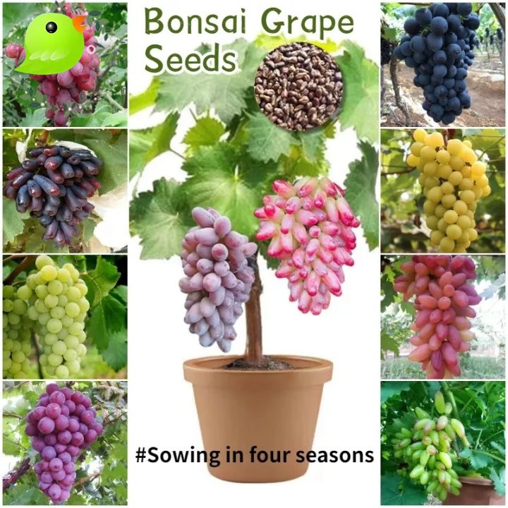 ไม้ผล ปลูกได้ทั้งปี 100 เมล็ด องุ่น Sweet Bonsai Grape Seeds for Planting เมล็ดพันธุ์ให้ผลผลิตสูง การงอกอย่างรวดเร็ว