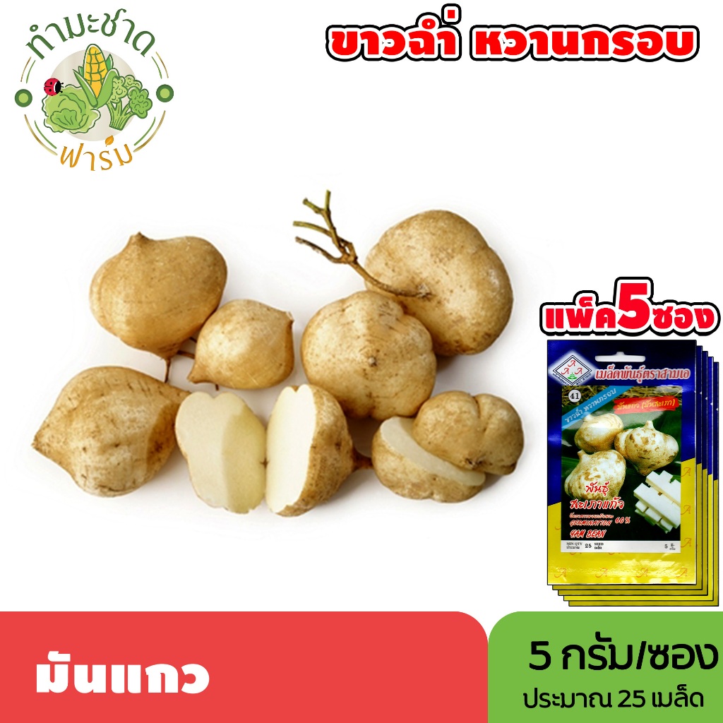 [แพ็ค 5 ซอง] 3A เมล็ดพันธุ์ มันแกว ขนาดซองละ5กรัม ประมาณ25เมล็ด/ซอง YAM BEAN มันละแวก มันลาว มันสะเภา เมล็ดพันธุ์พืช