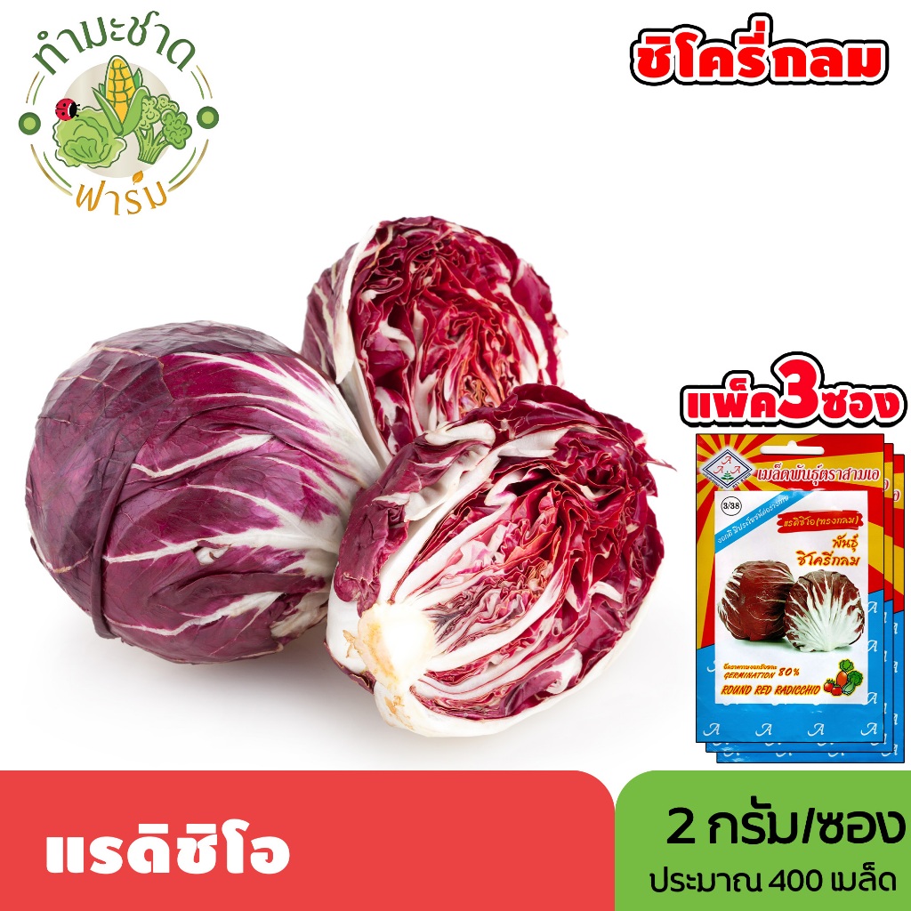 [แพ็ค 3 ซอง] 3A เมล็ดพันธุ์ แรดิชิโอ ขนาดซองละ2กรัม ประมาณ400เมล็ด/ซอง ROUND RED RADICCHIO หัวผักกาดแดง หัวผักกาดฝรั่ง