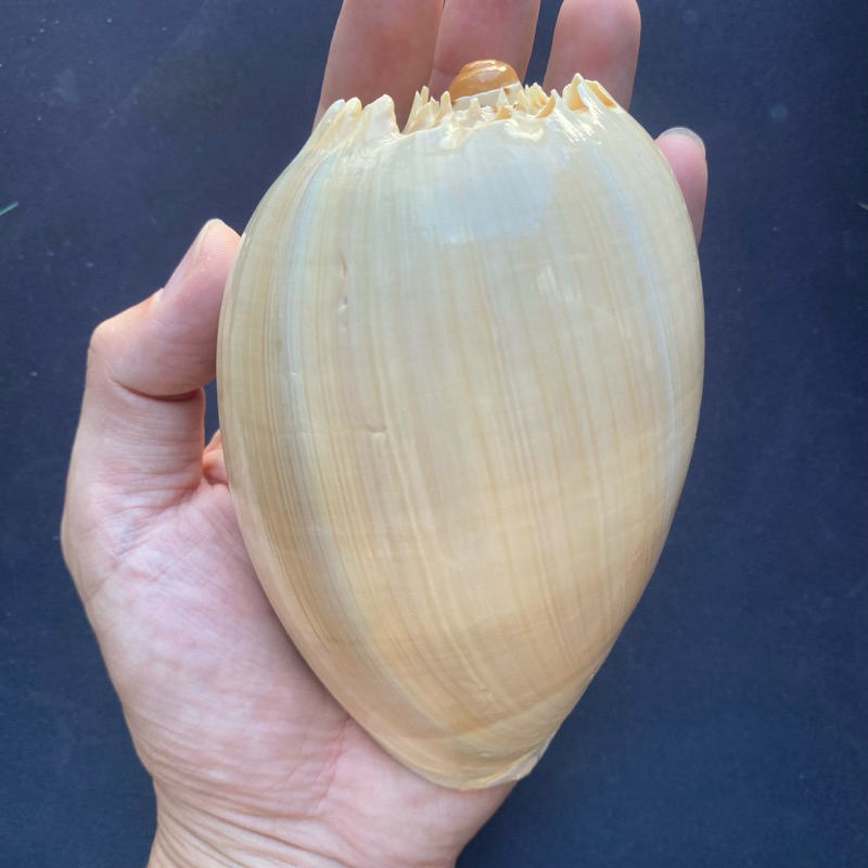 เปลือกหอยสังข์สีเหลืองขนาดใหญ่ COCONUT CONCH SHELL เหมาะสำหรับตกแต่งบ้านและสะสม 12-13cm