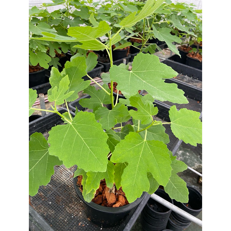 ต้นมะเดื่อฝรั่ง บราวน์ตุรกี กระถาง8“ ใกล้ติดผล/brown terkey figs tree 8”potted
