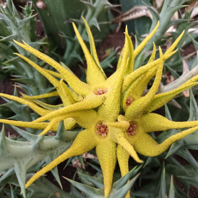 เก๋งจีนเด็ดสด (Orbea caudata)